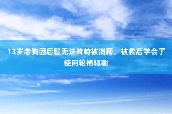13岁老狗因后腿无法耸峙被消释，被救后学会了使用轮椅驱驰